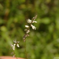 Polygala paniculata L.
